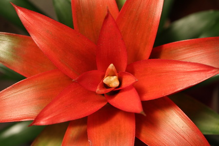 red flowerの写真素材