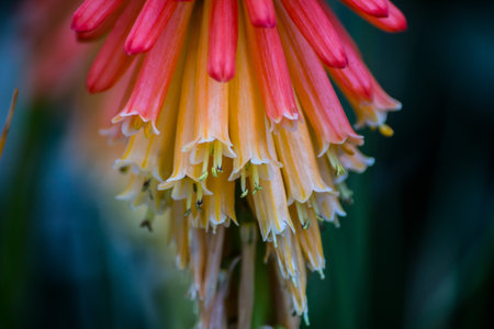 close up of a flower