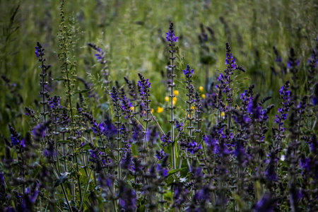 flowers in a meadow