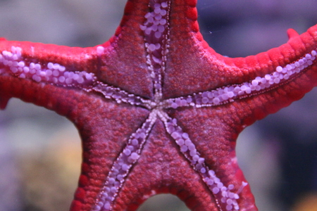 starfish view from the glass of an aquariumの写真素材