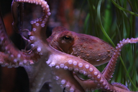 octopus photographed through an aquariumの写真素材