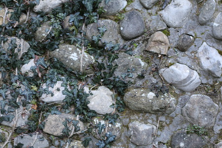 stone wall with ivy textureの写真素材