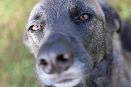 close up of wolf dog headの写真素材
