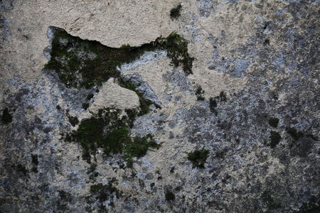 Concrete wall texture with molds and mossesの写真素材