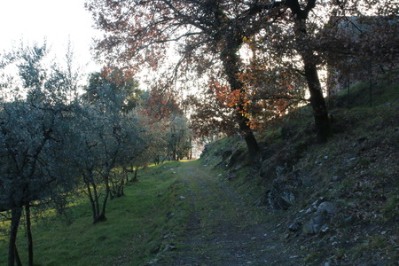 pathway with wood and olive treesの写真素材