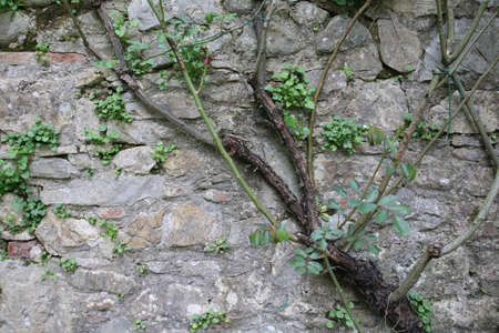 texture of climbing plants on a wall near a riverの写真素材