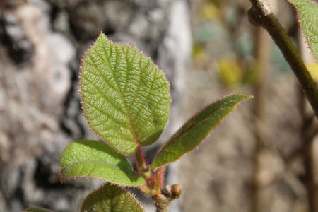 Kiwi plant leafの写真素材