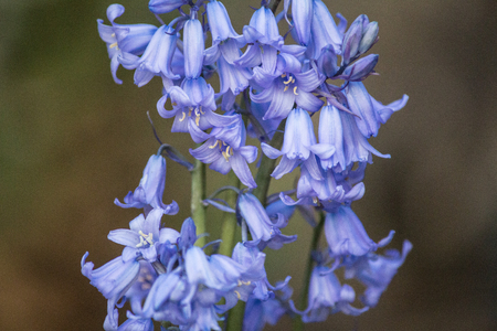 detail of bluebell flowersの写真素材