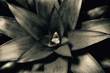 macro photo of a flowerの写真素材