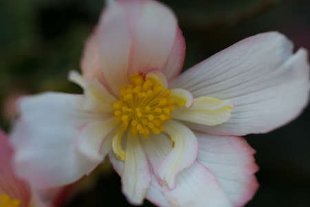 macro photo of a flowerの写真素材