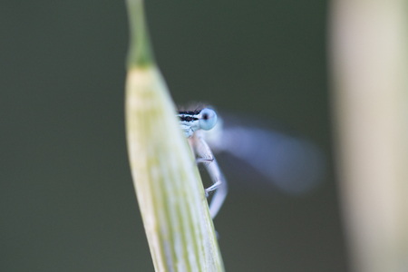 macro of a dragonfly on an ear of wheatの写真素材