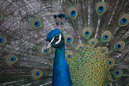 closeup of a peacockの写真素材
