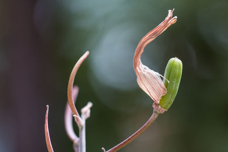 detail of a flower budの写真素材