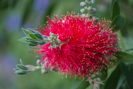 detail of a flower fusciaの写真素材