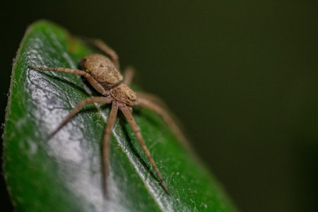 macro photograph of a spider