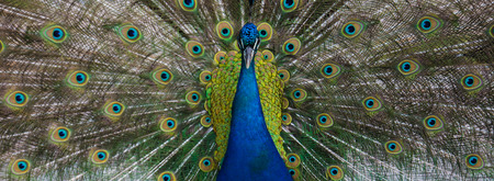 closeup of a peacockの写真素材
