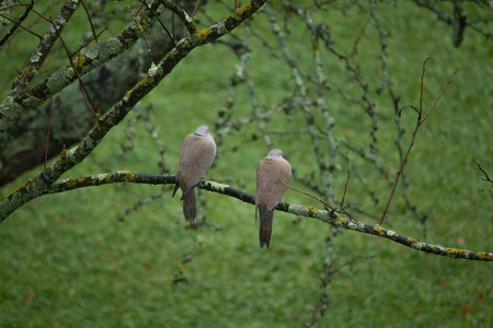 two doves placed on a branchの写真素材