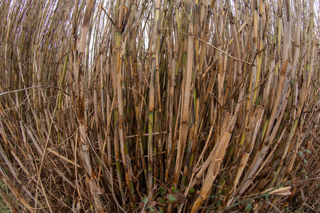 dry reedの写真素材