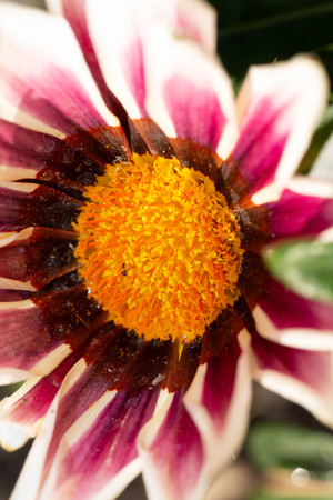 macro of a two-colored daisyの写真素材