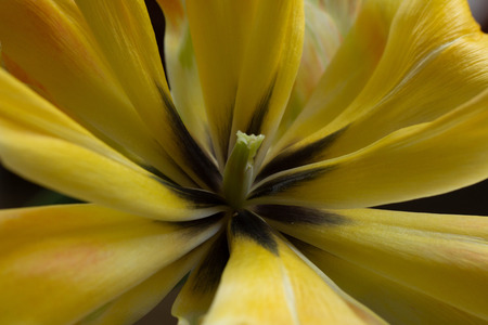 macro of a yellow and black flowerの写真素材