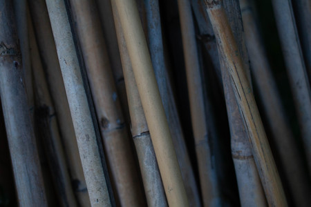 detail of dried reedsの写真素材