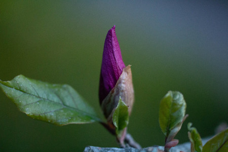 purple flower budの写真素材