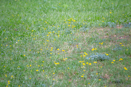 meadow with yellow flowersの写真素材