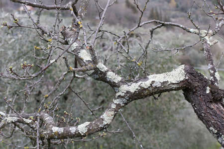 A closeup shot of a tree branch with lichen on itの写真素材