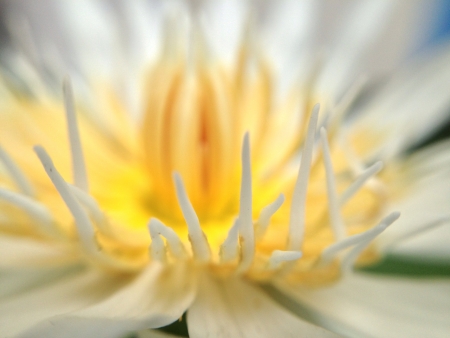 Center of white lotusの素材