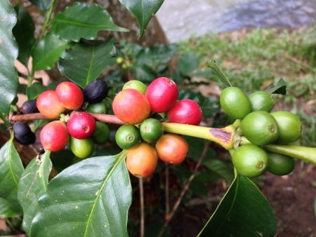 Coffee fruitの素材