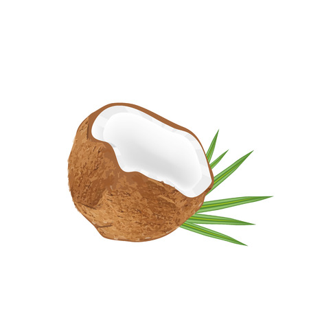 Clip art coconut in real colors the same of realisticの写真素材
