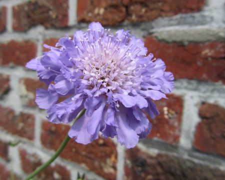 A single bloom of Scabiosa columbaria  Butterfly Blue の写真素材