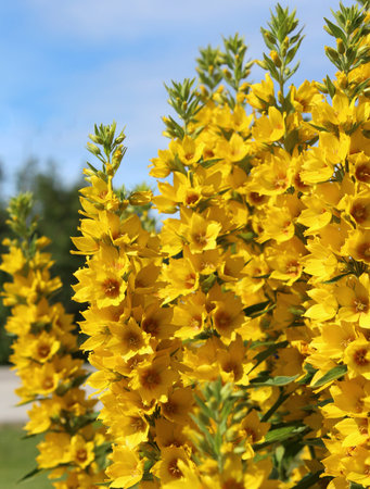 The bright yellow flowers of the perennial plant Lysimachia punctata, also known as Loosestrife.