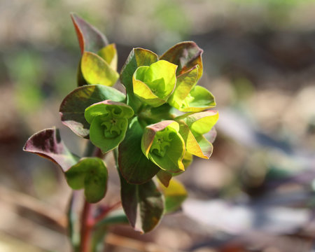 The unusual green flowers of Euphorbia amygdaloides purpurea, also known as purple wood spurge, in a...