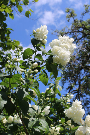 Beautiful white blooms of Philadelphus 'Virginal', the double flowered Mock orange plant. In close...