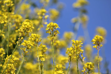 The bright yellow flowers of Field mustard also known as Brassica rapa subsp. oleifera against a...