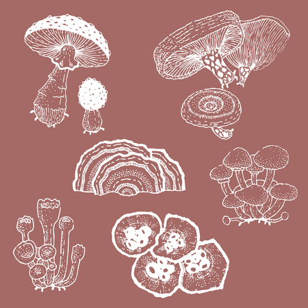vector illustration of mushroom and fungusのイラスト素材