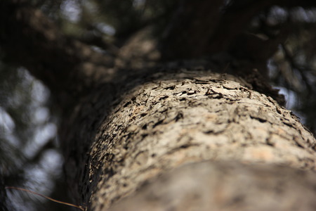 Beijing eight ancient treesのeditorial素材