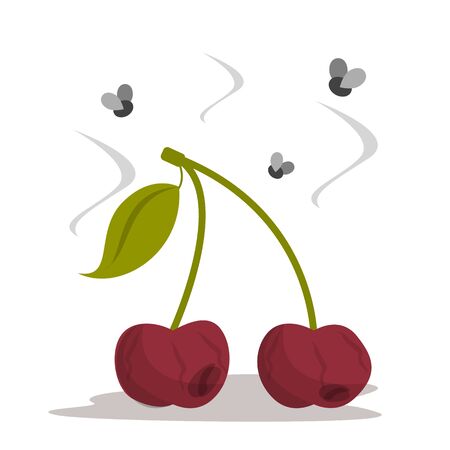 Rotten cherry vector isolated. Bad dirty food, damaged berry. Stinky bruised fruit. Food garbage.のイラスト素材