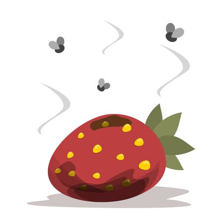 Fresh and red strawberry become rotten and bad vector isolated. Food waste. Dirty, bad and unhealthy berry. Food trashのイラスト素材