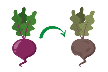 Fresh good and bad rotten beet vector isolated. Food waste, organic trash. Healthy ingredient become rotten. Vegetable rot.のイラスト素材