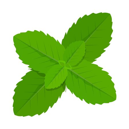 Green mint leaves vector isolated. Healthy menthol ingredient. Organic aromatic herb. Fresh leaf of the plantのイラスト素材