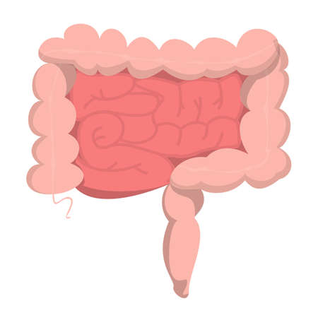 Human intestine vector isolated. Internal organ, digestive system. Health and medicine concept. Healthy organs.のイラスト素材
