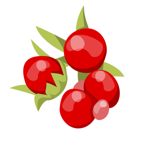 Stone bramble berry vector isolated. Red sweet berries and green leaves. Tasty and healthy nutrition. Full of vitamin fruit product.のイラスト素材