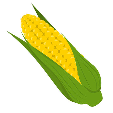 Fresh yellow corn vector isolated. Natural product, green leaf and golden seeds. Healthy vegetarian maize. Raw sweetcorn.のイラスト素材