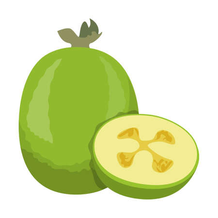 Feijoa exotic fruit vector isolated. Tropical dessert, sweet raw product. Ripe plant, slice of feijoa. Juicy fruit.のイラスト素材