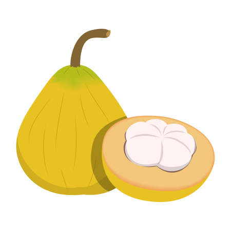 Santol fruit isolated. Tropical ripe product, juicy vegetarian ingredient. Sweet exotic fruit.のイラスト素材