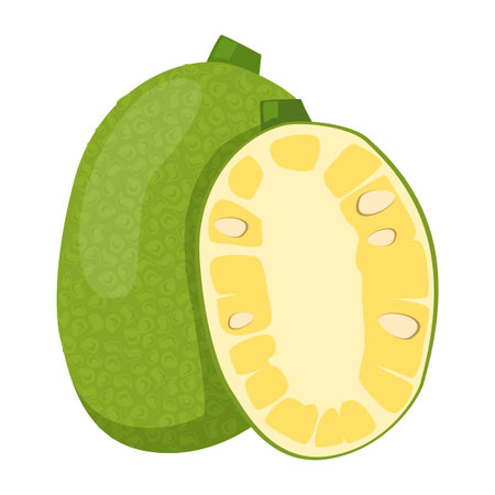Jackfruit isolated. Illustration of a tropical fruit. Exotic plant, natural product. Green juicy...