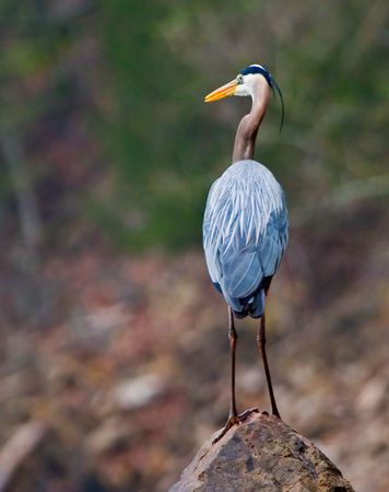 A Great Blue Heron perched on a Rockの写真素材