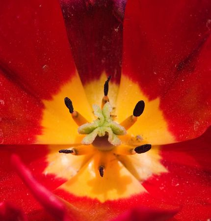 a macro shot of a red flowerの写真素材